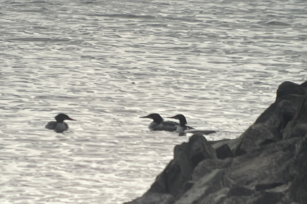 Common Merganser - ML618355135