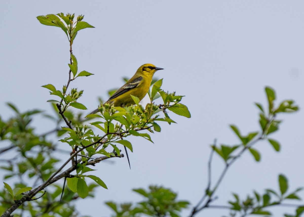 Blue-winged Warbler - ML618355171