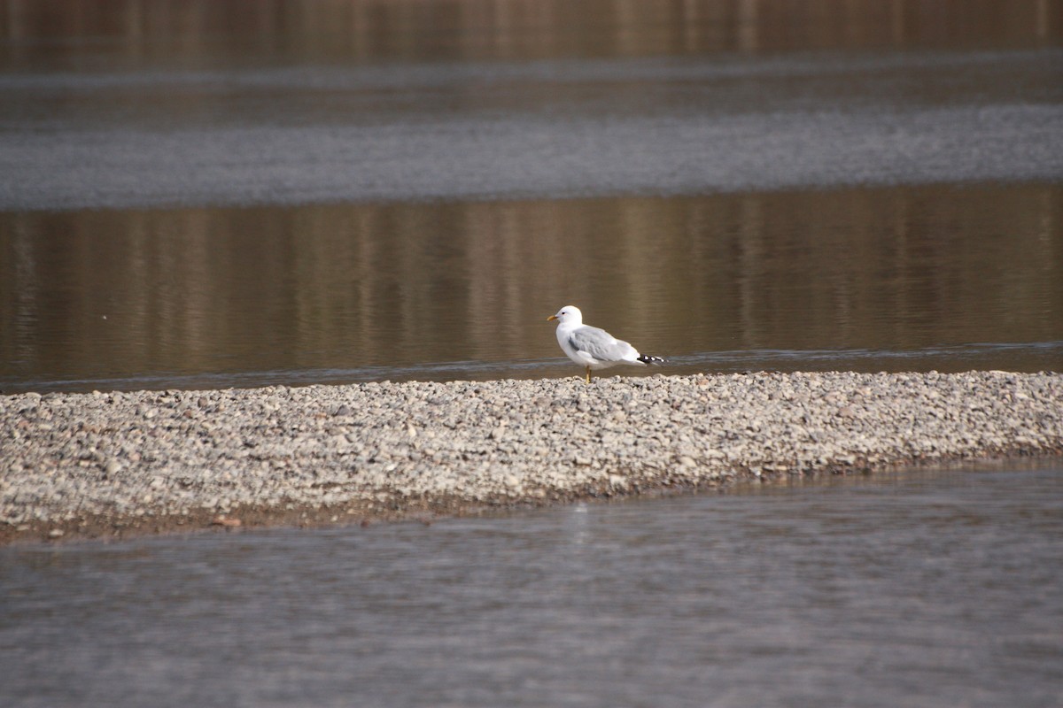 Short-billed Gull - ML618355178