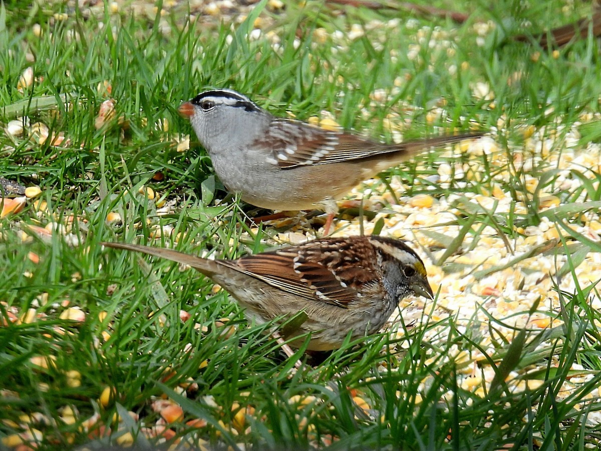 White-crowned Sparrow - ML618355189