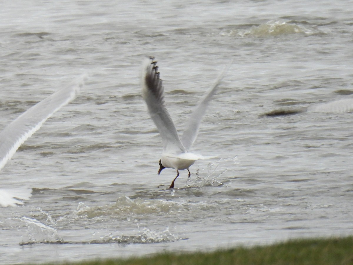 Black-headed Gull - Gilles Belliveau