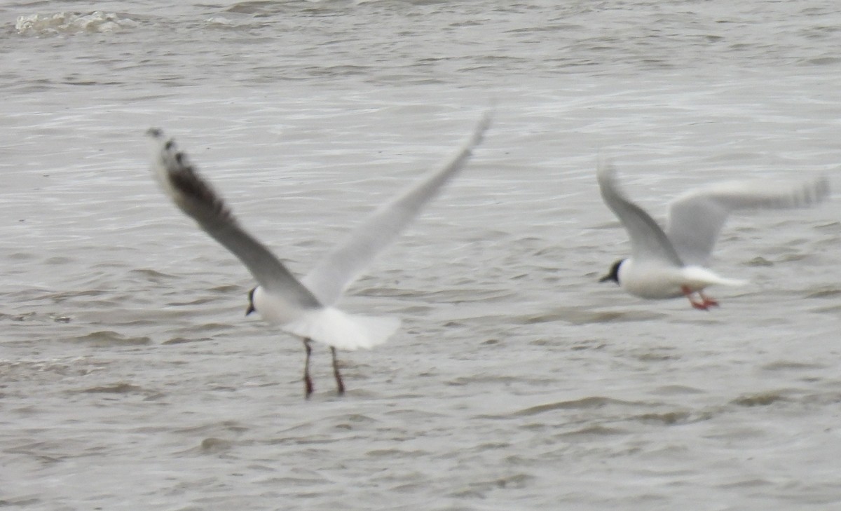 Black-headed Gull - ML618355201