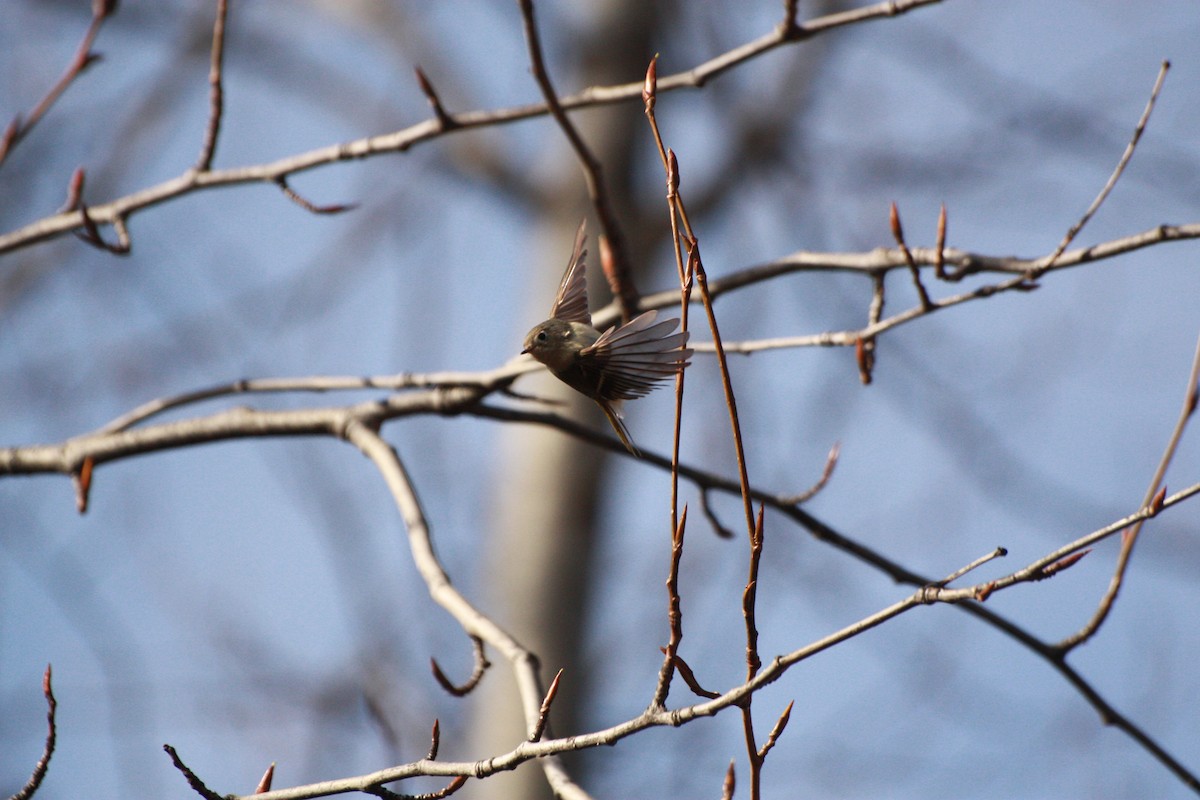 Ruby-crowned Kinglet - ML618355252