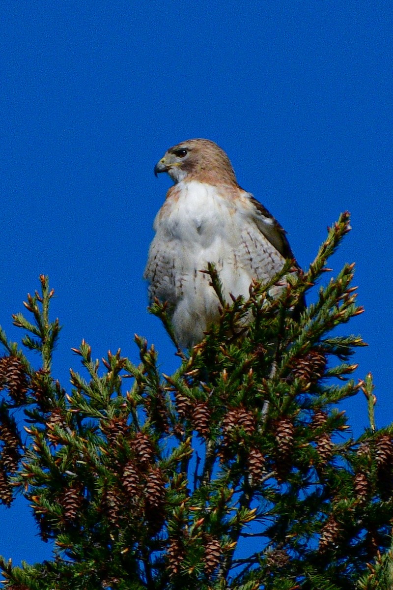 Red-tailed Hawk - ML618355256
