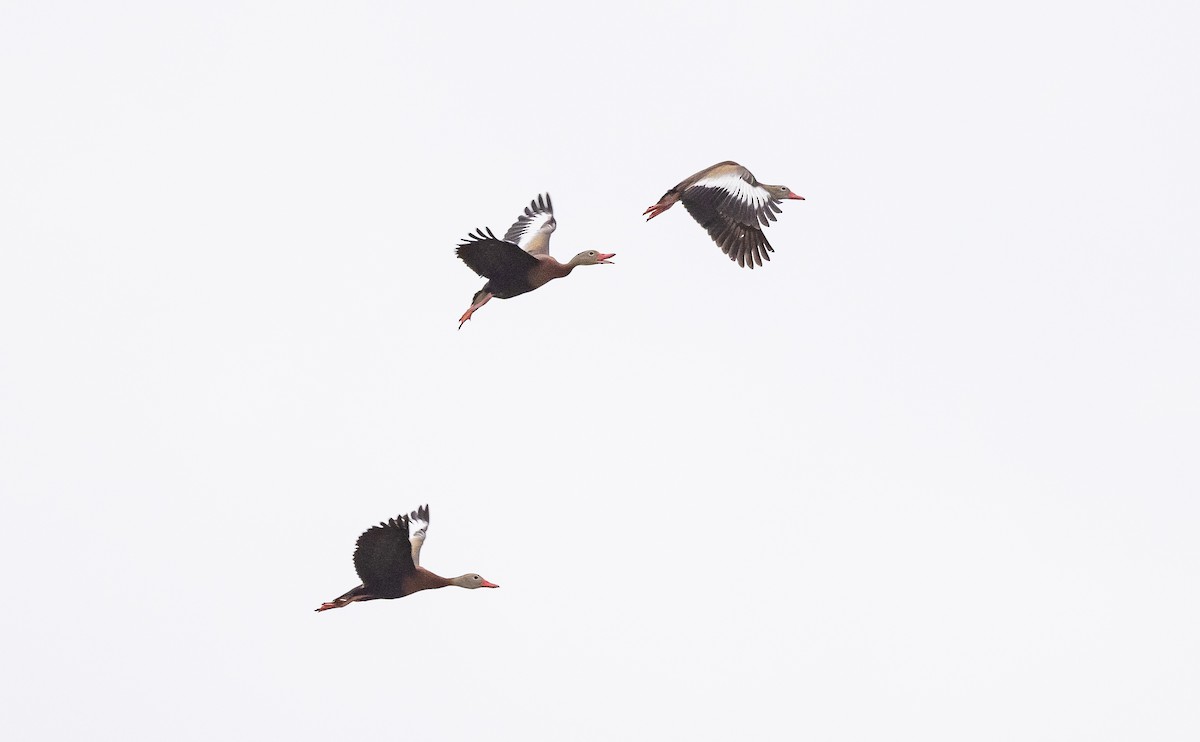 Dendrocygne à ventre noir - ML618355273