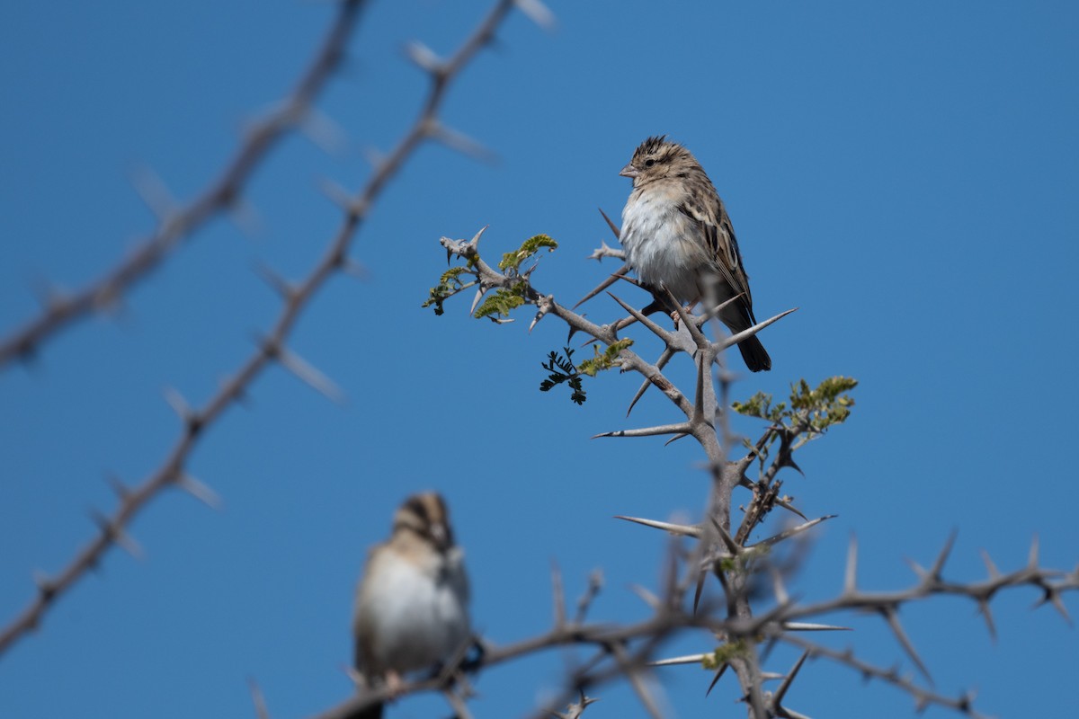 Viuda Senegalesa - ML618355300