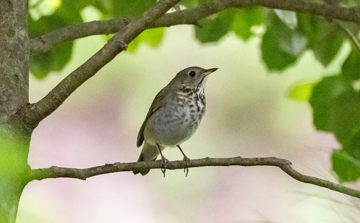 Gray-cheeked Thrush - Taylor Long