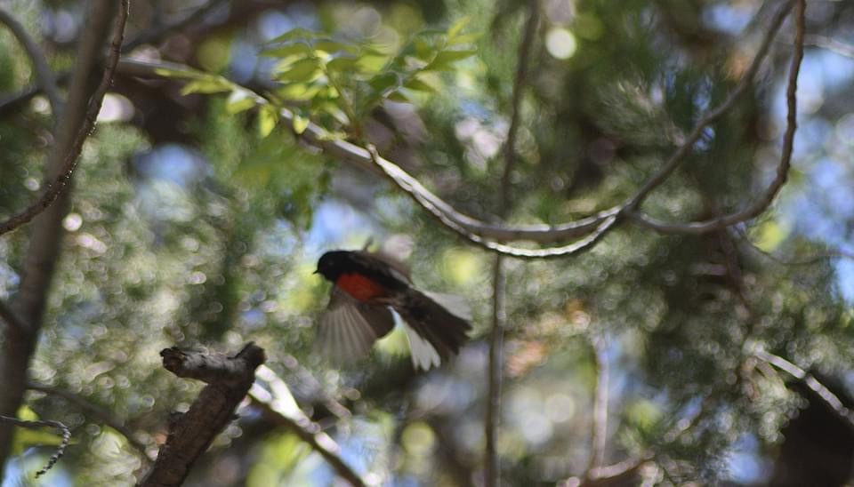 Painted Redstart - ML618355376