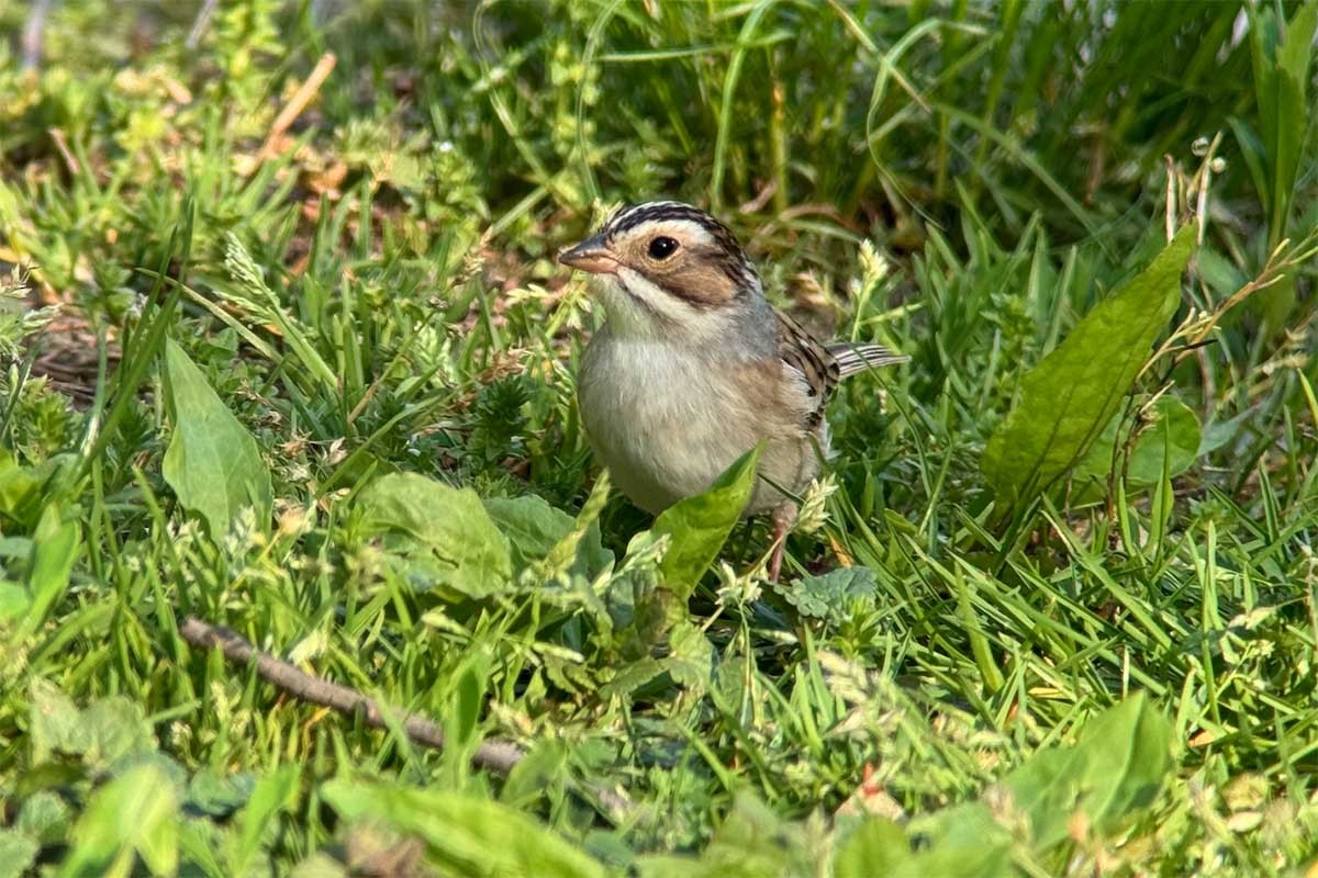 Clay-colored Sparrow - D. Bruce Yolton