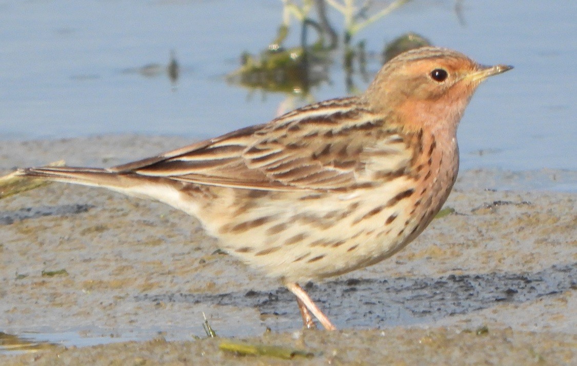 Red-throated Pipit - Jiří Šafránek