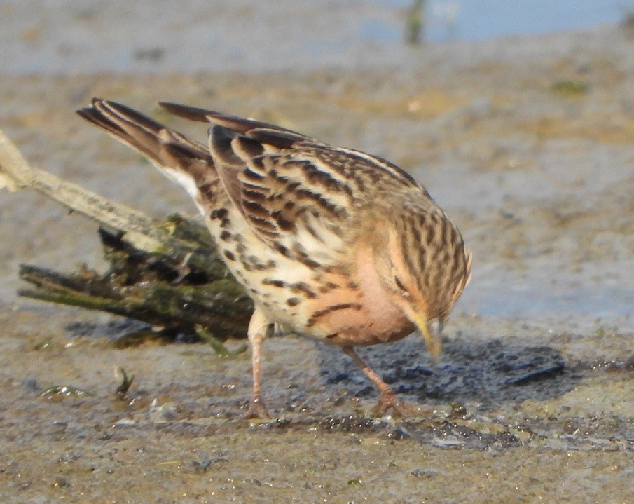 Red-throated Pipit - Jiří Šafránek