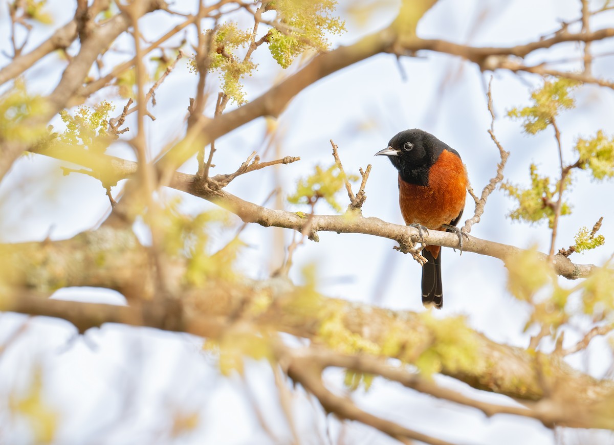 Orchard Oriole - ML618355398
