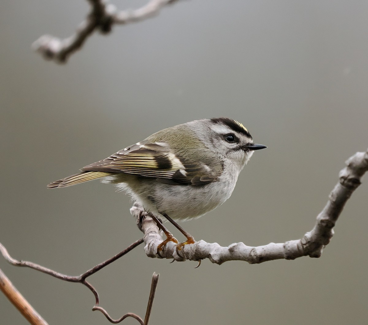 Golden-crowned Kinglet - Tony T