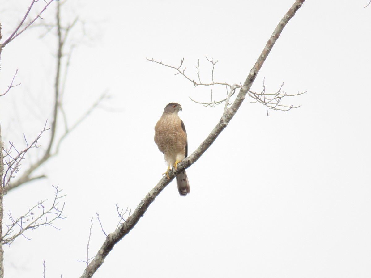 Cooper's Hawk - ML618355408