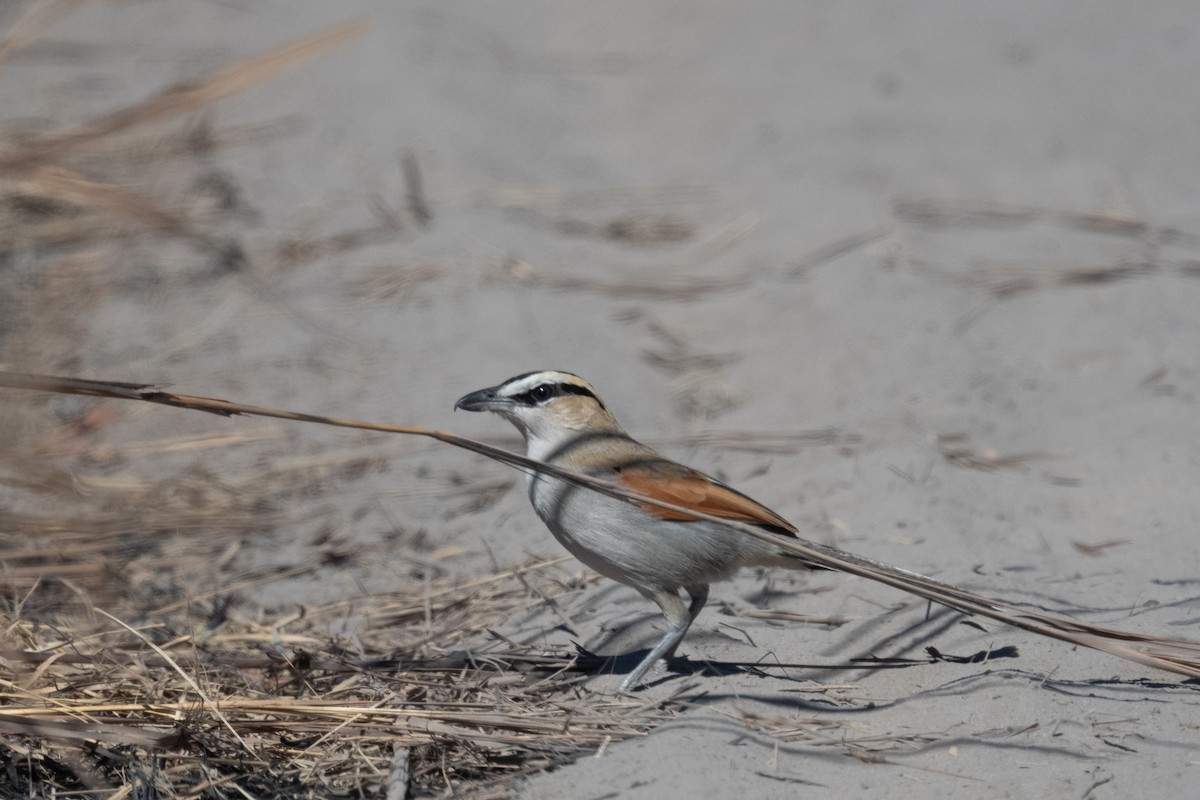 Black-crowned Tchagra - ML618355411