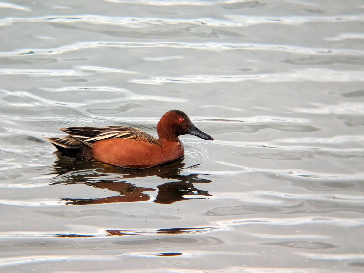 Cinnamon Teal - Reder Daughenbaugh