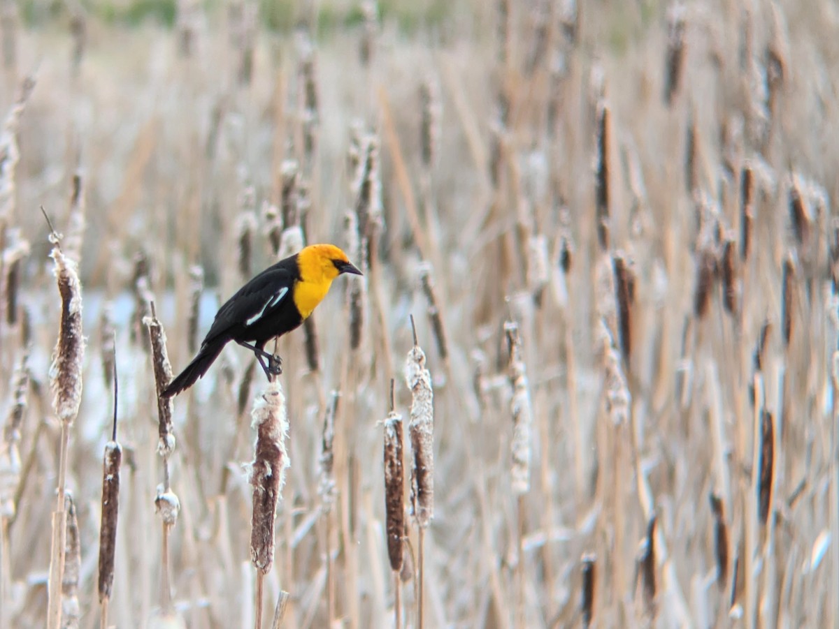 Yellow-headed Blackbird - ML618355440