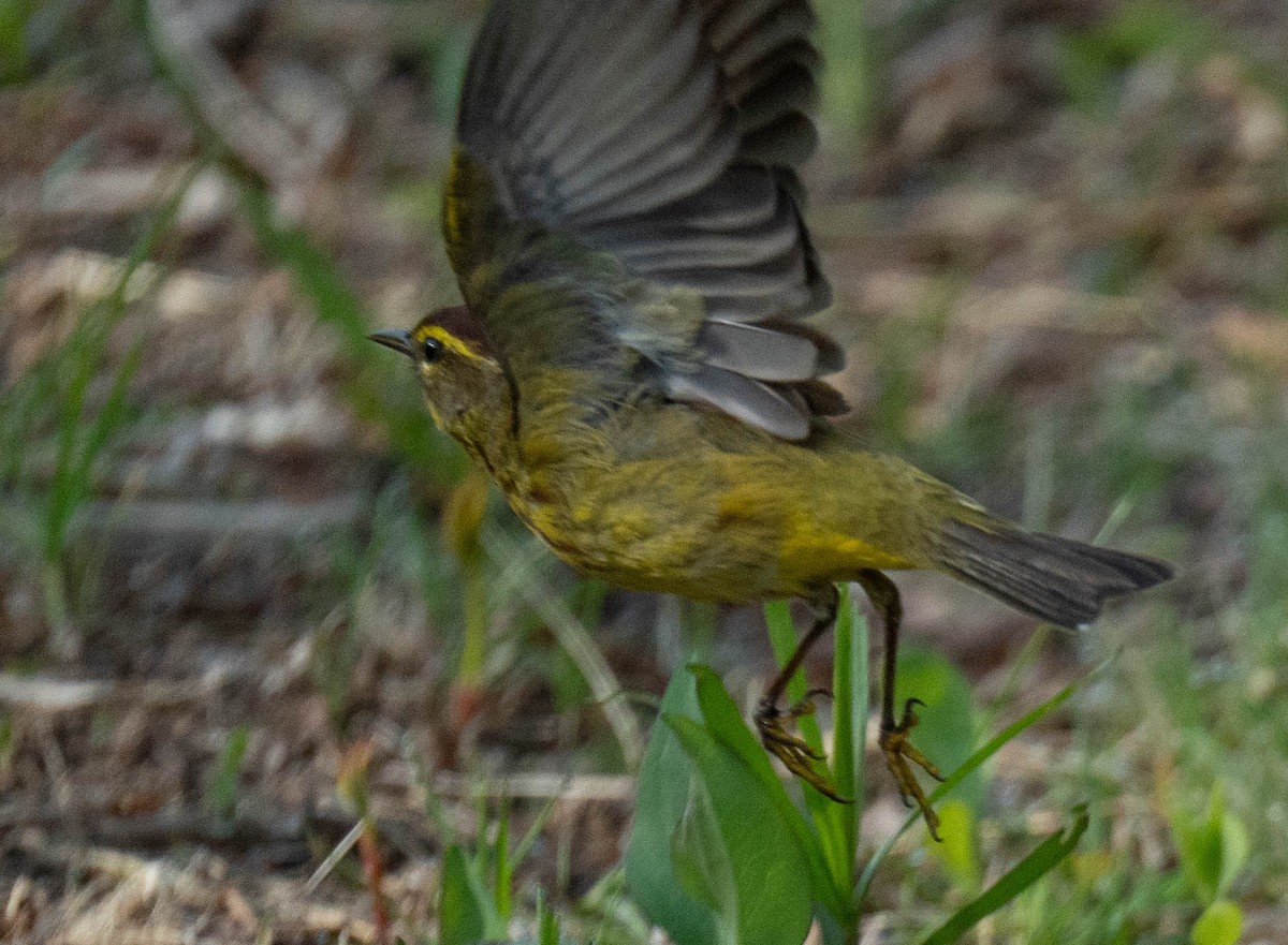 Palm Warbler - Jordan Wolf