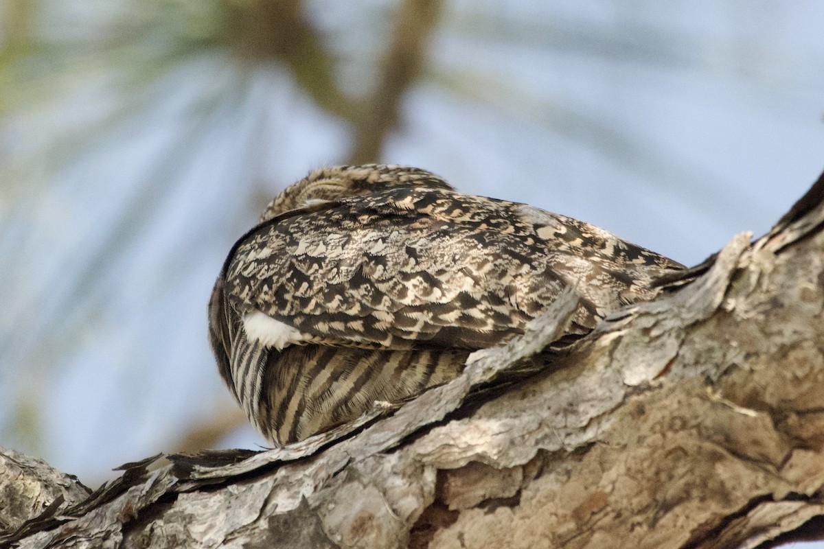 Common Nighthawk - Cynthia Freeman