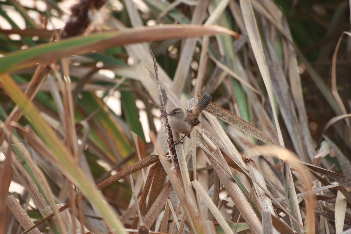 Marsh Wren - ML618355513