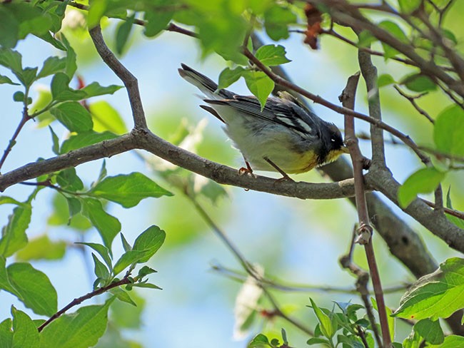 Northern Parula - Nancy Anderson