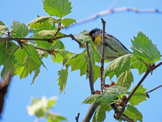 Northern Parula - Nancy Anderson