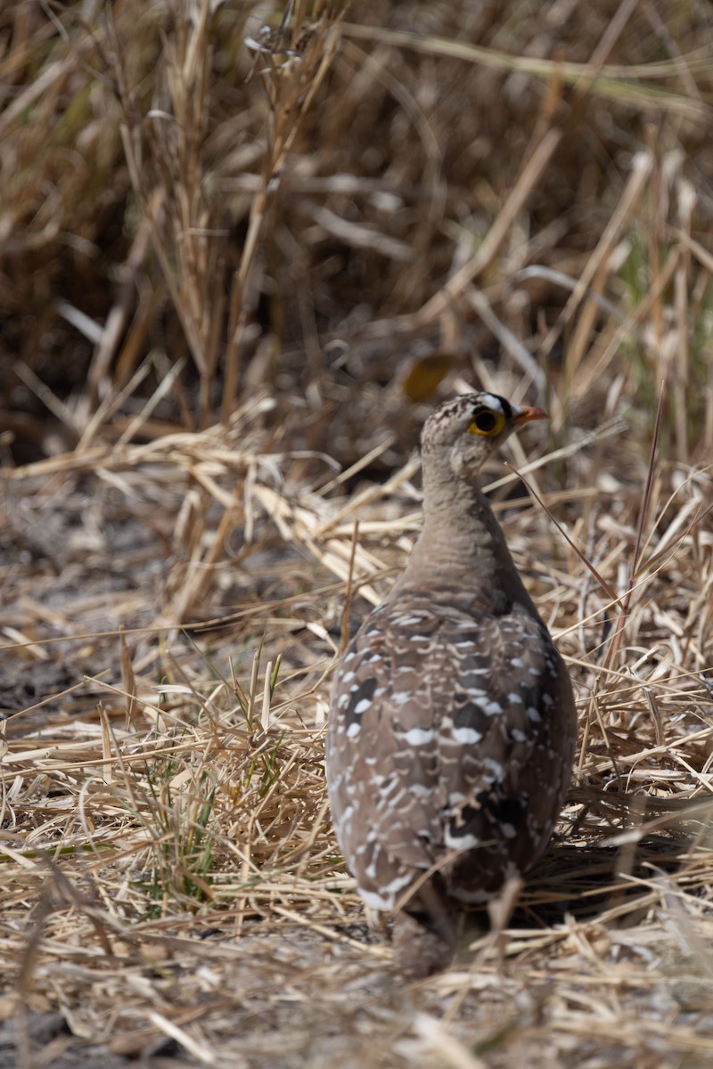 Double-banded Sandgrouse - ML618355537