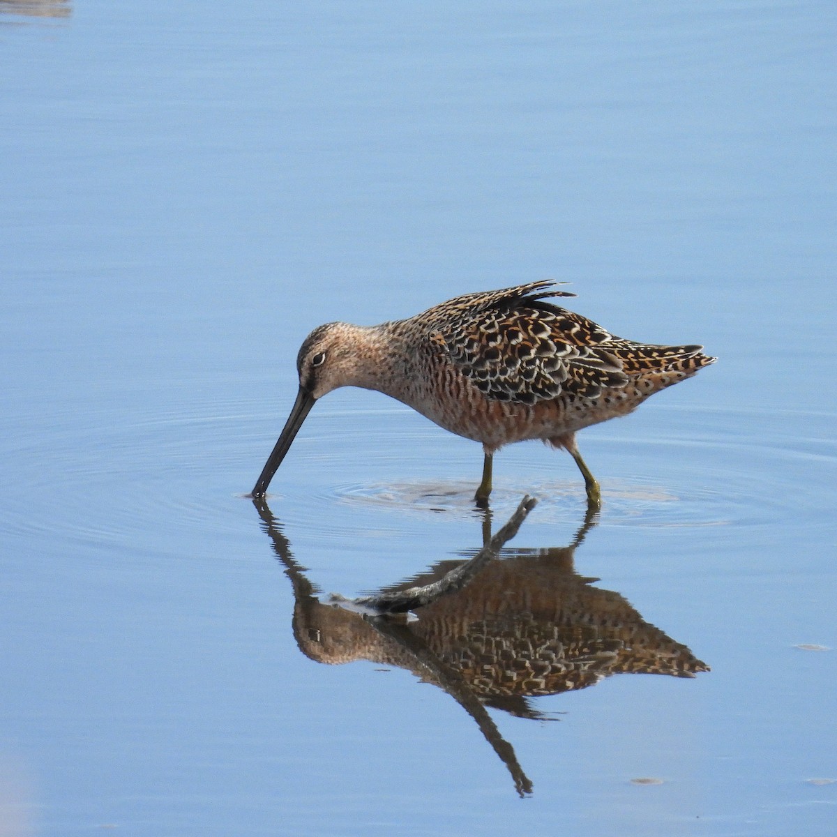 Long-billed Dowitcher - ML618355568