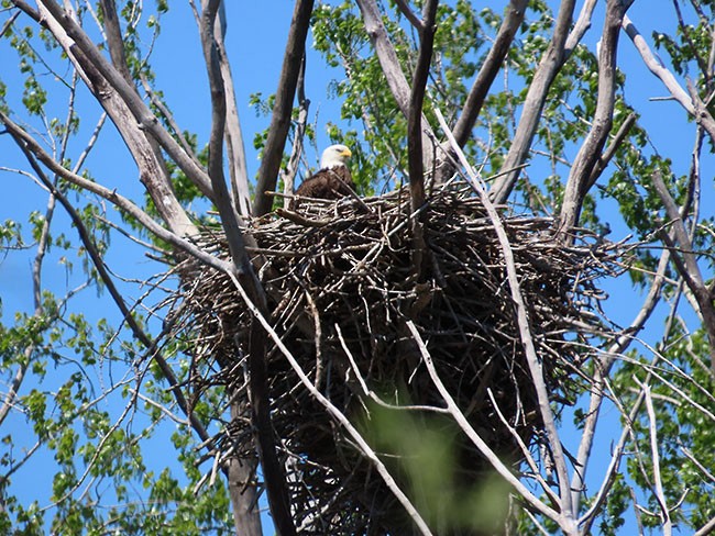 Bald Eagle - Nancy Anderson