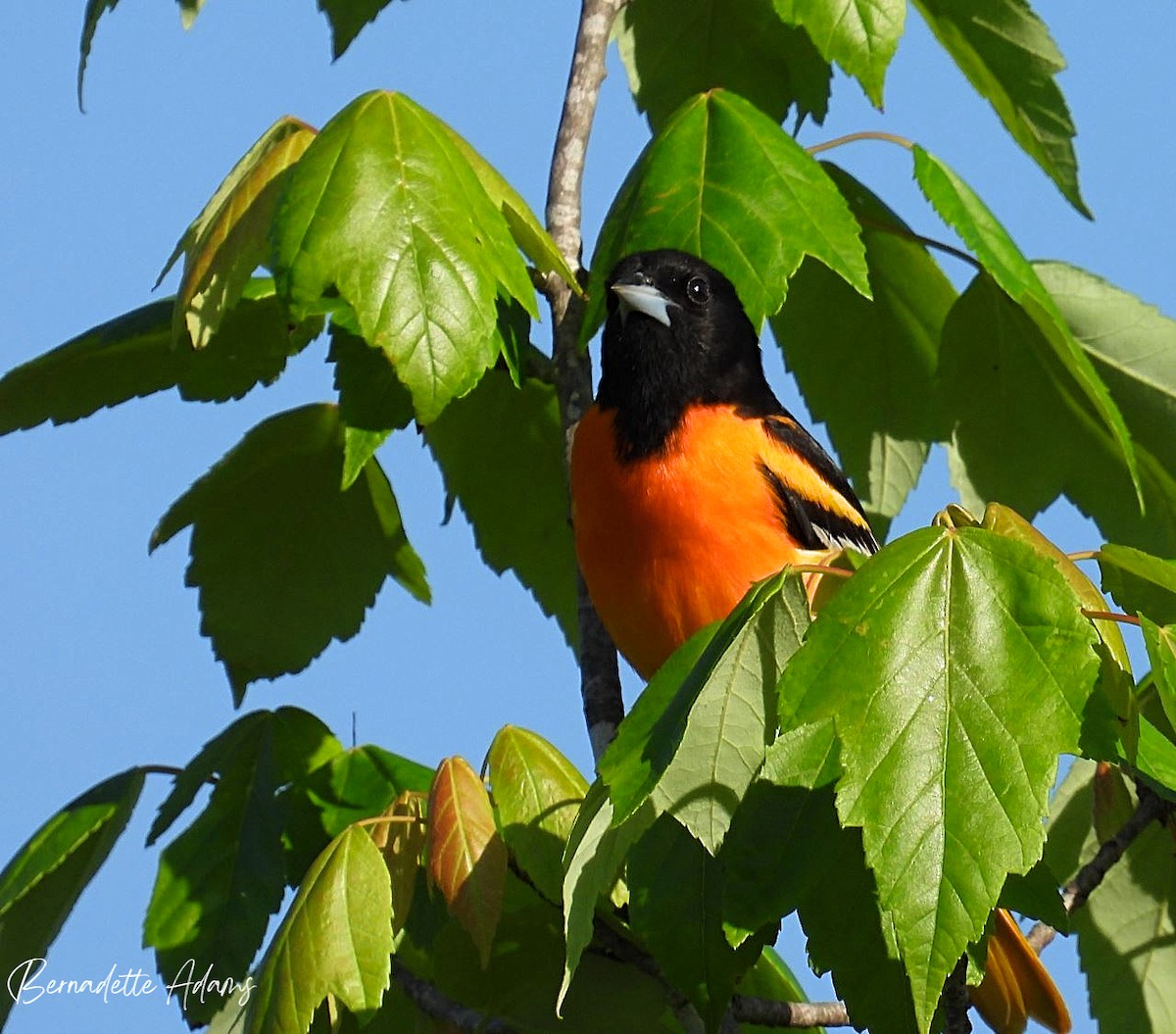 Baltimore Oriole - Bernadette Adams