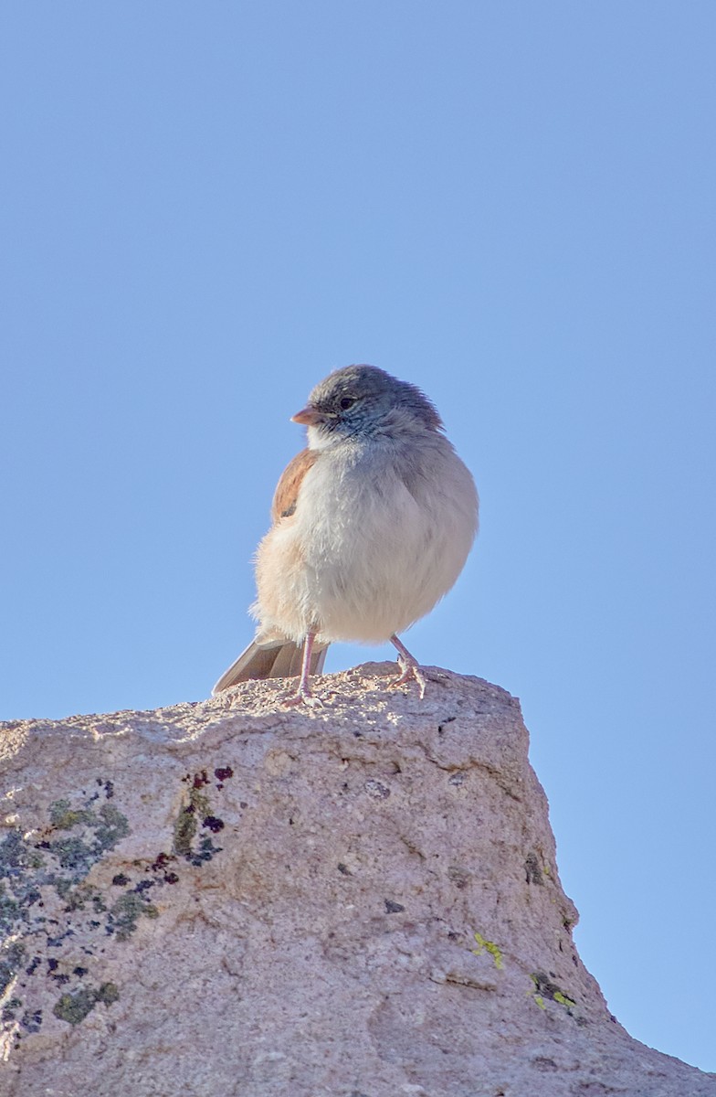 White-throated Sierra Finch - ML618355638