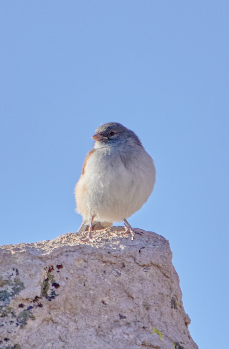 Red-backed Sierra Finch - ML618355639