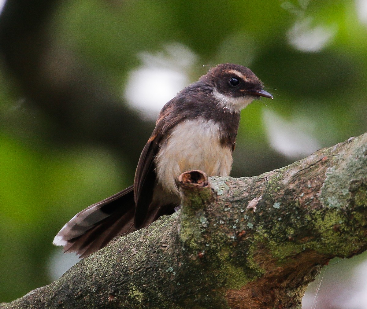 Malaysian Pied-Fantail - ML618355650