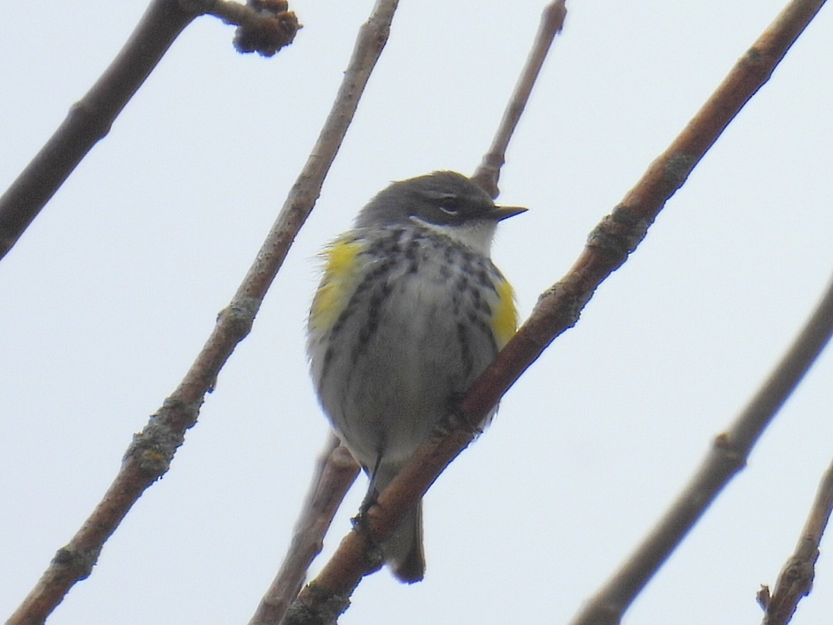 Yellow-rumped Warbler - ML618355655