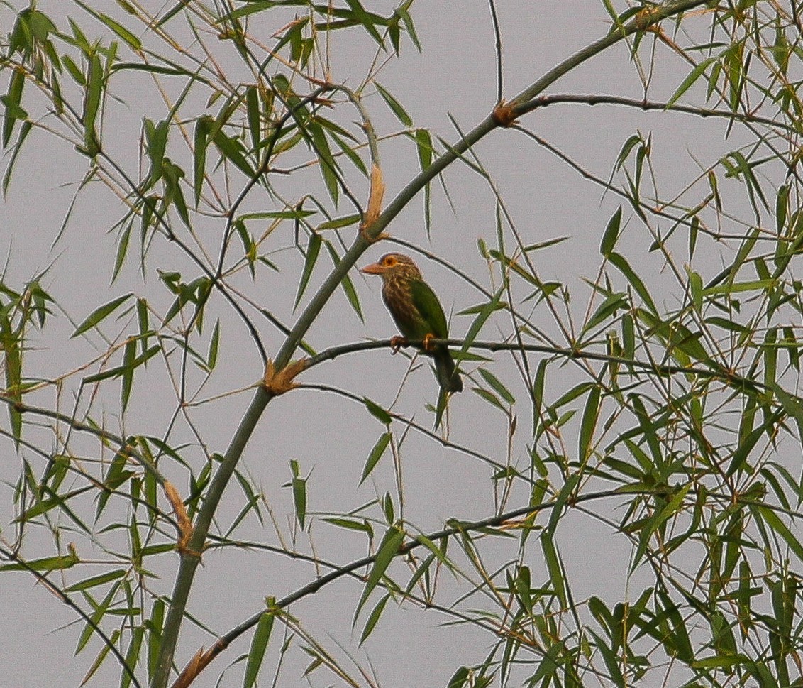 Kırçıllı Barbet - ML618355657