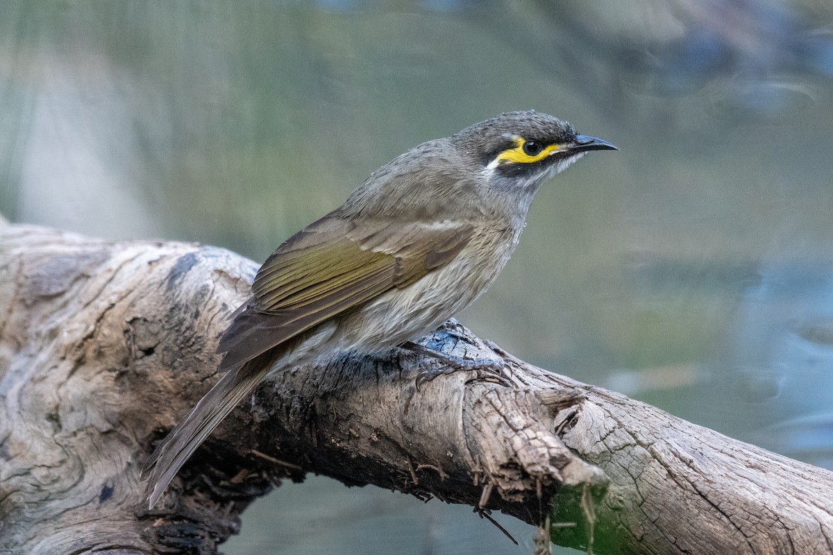 Yellow-faced Honeyeater - ML618355661