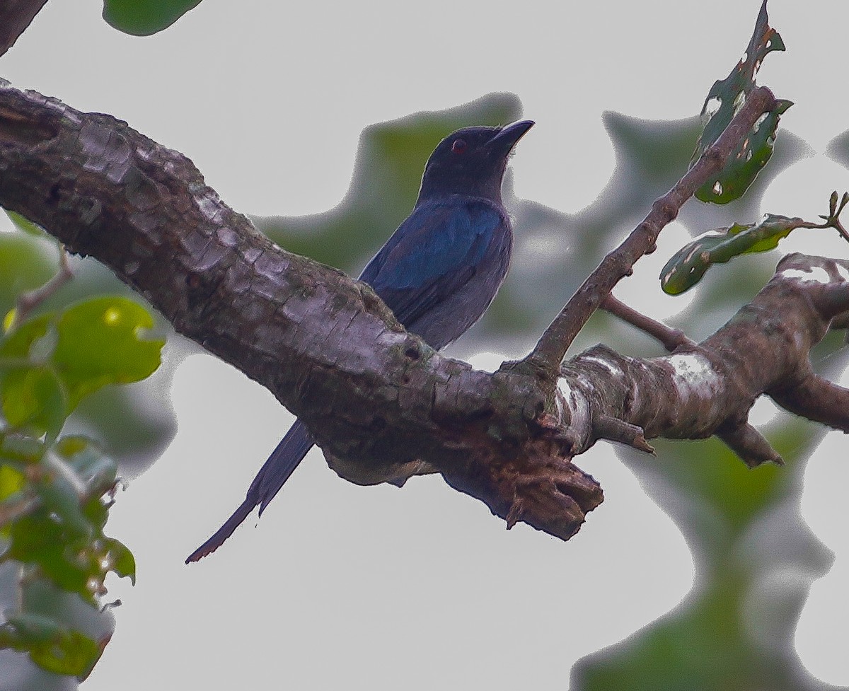 Kül Rengi Drongo - ML618355682