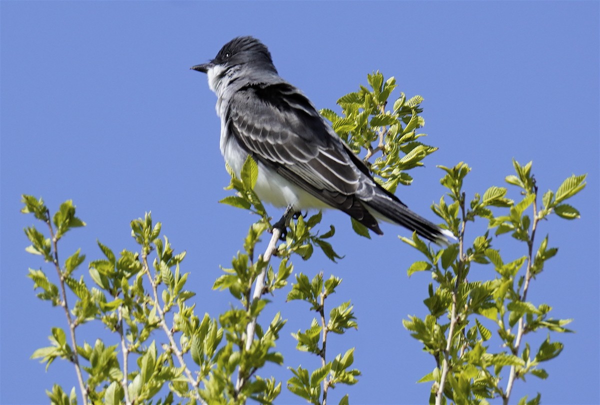 Eastern Kingbird - ML618355689