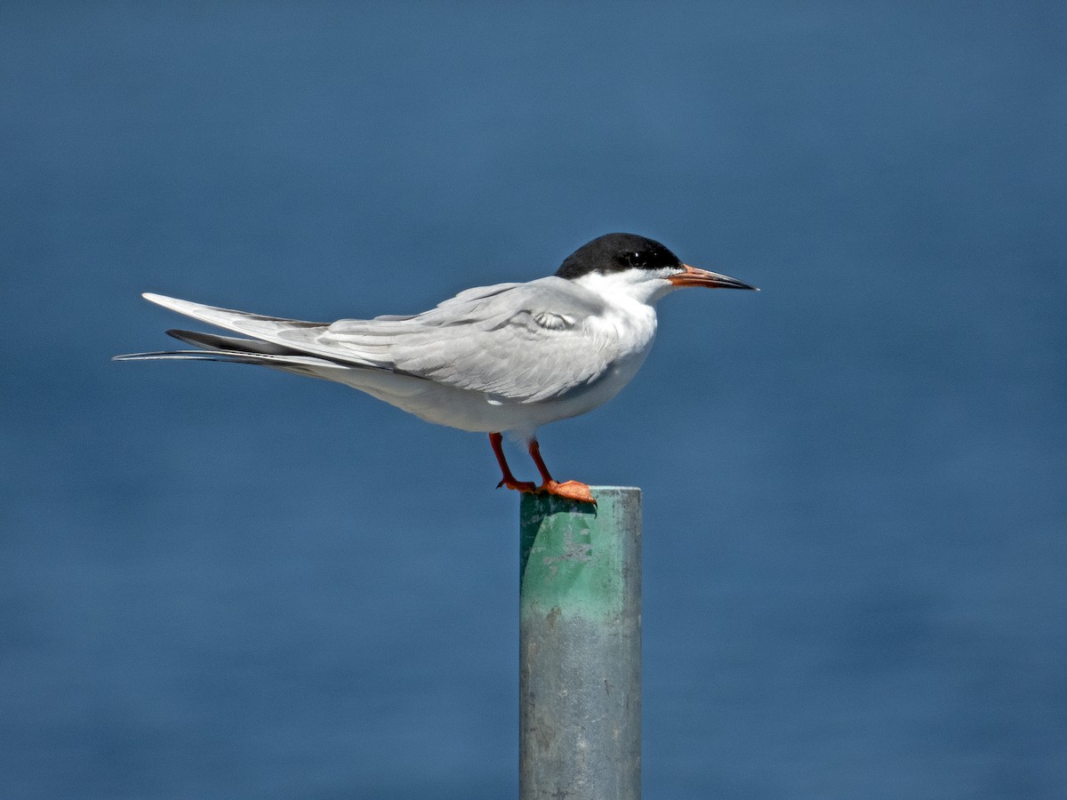 Forster's Tern - James R. Hill, III