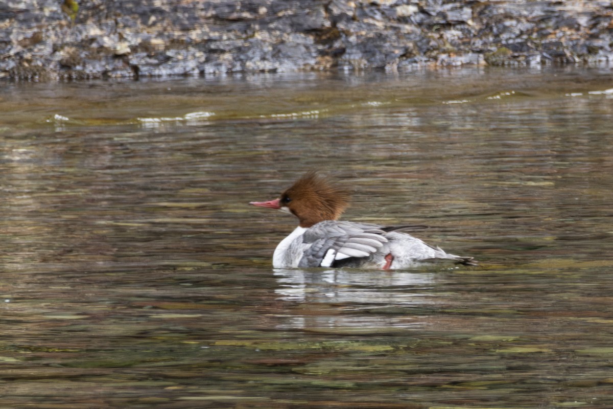 Common Merganser - ML618355729