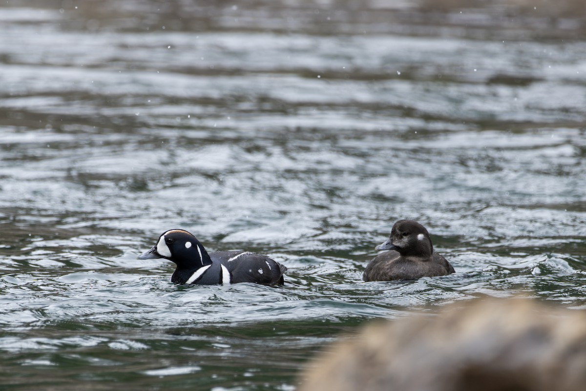 Harlequin Duck - ML618355760
