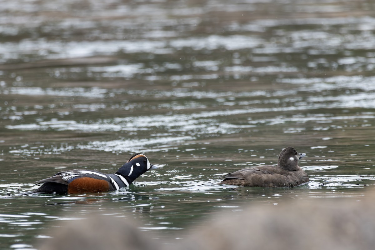 Harlequin Duck - ML618355761