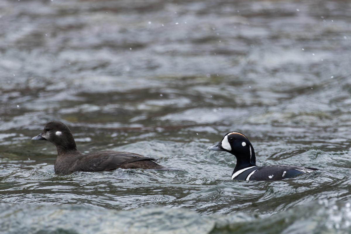 Harlequin Duck - ML618355762