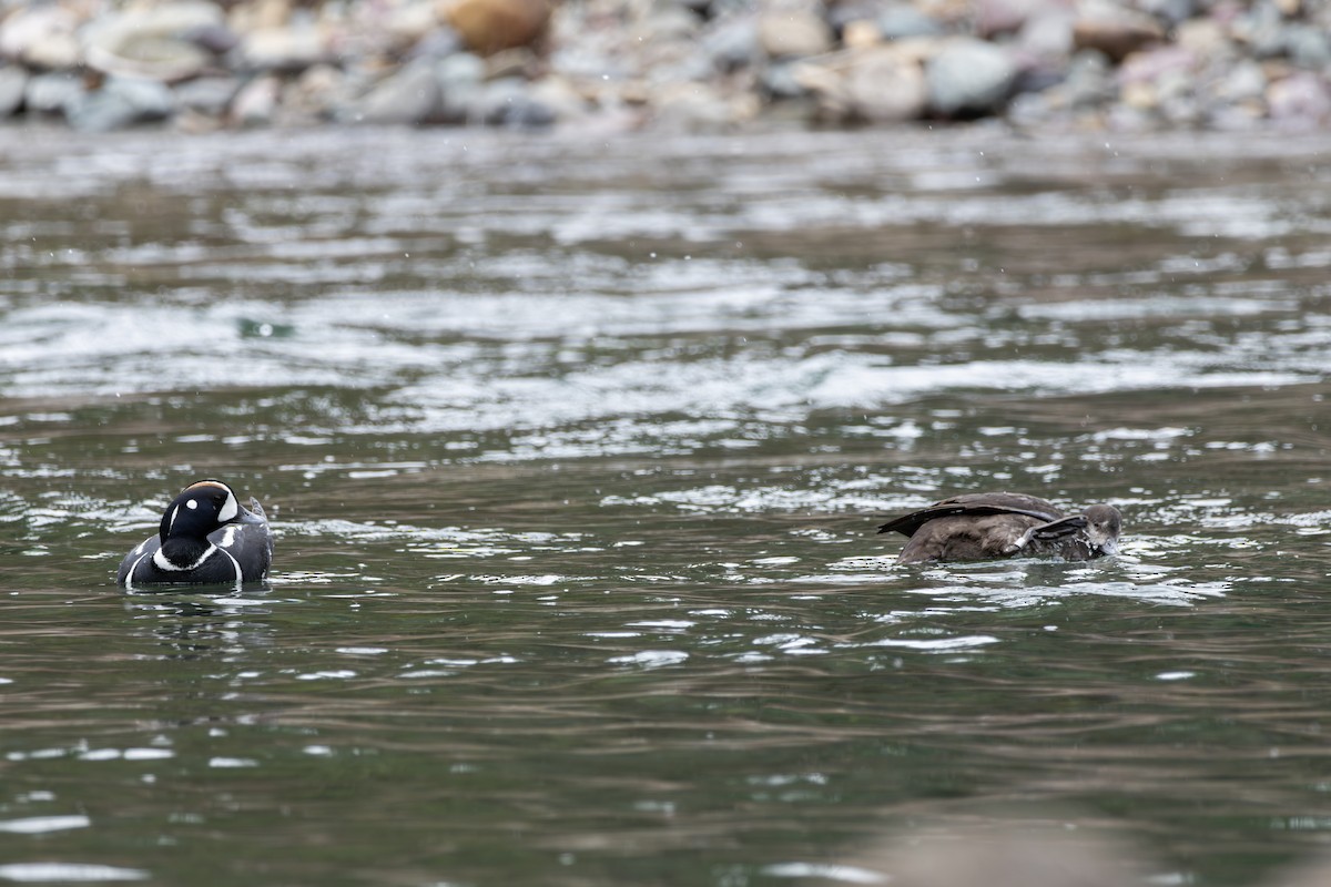 Harlequin Duck - ML618355763