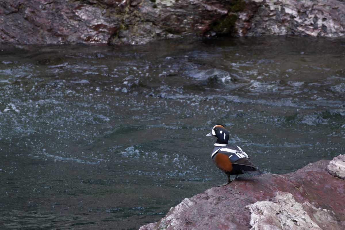 Harlequin Duck - ML618355764