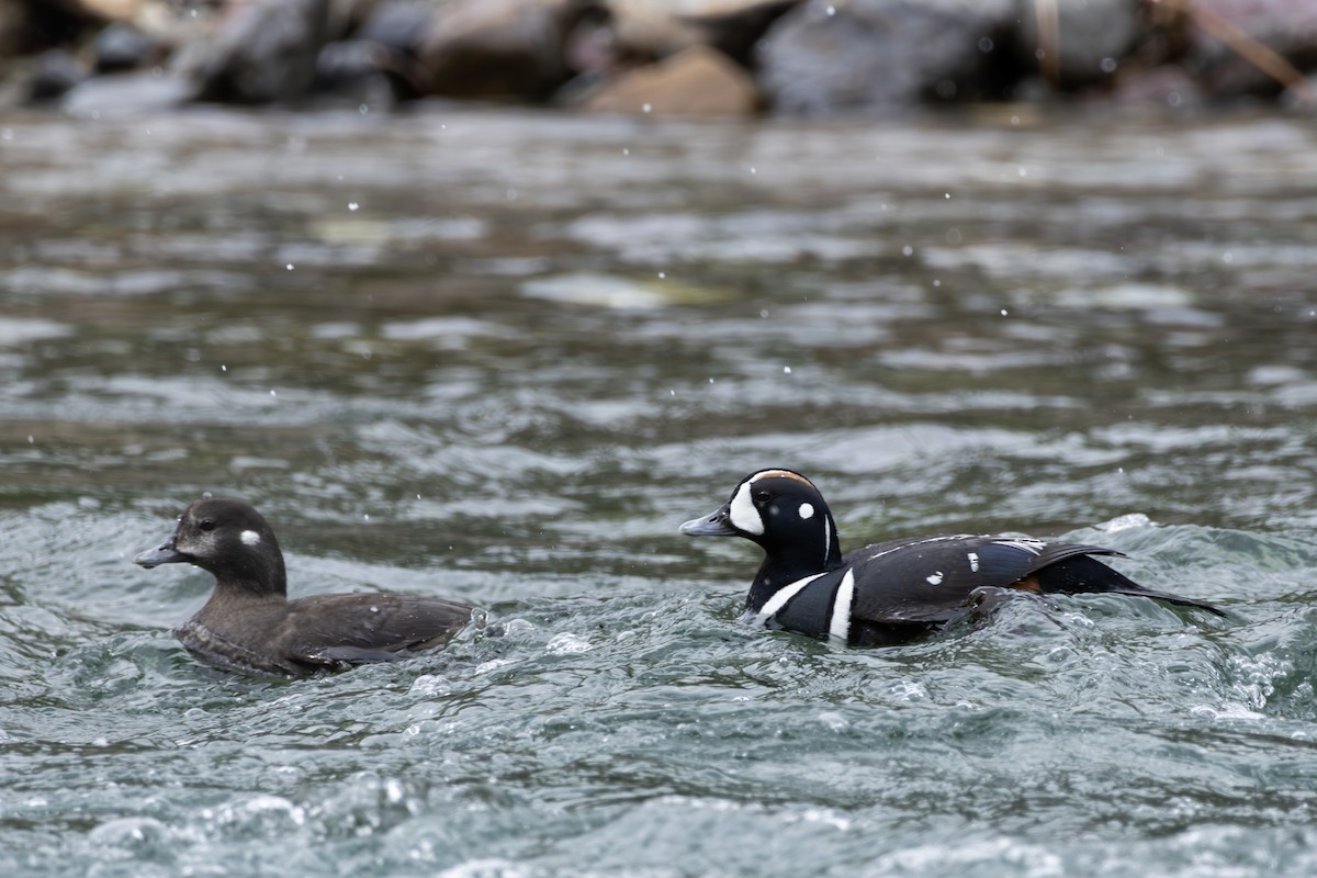 Harlequin Duck - ML618355765