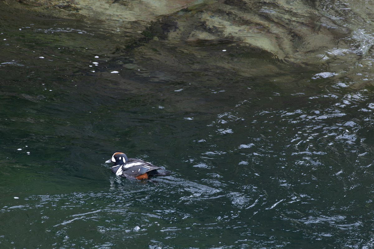 Harlequin Duck - ML618355766