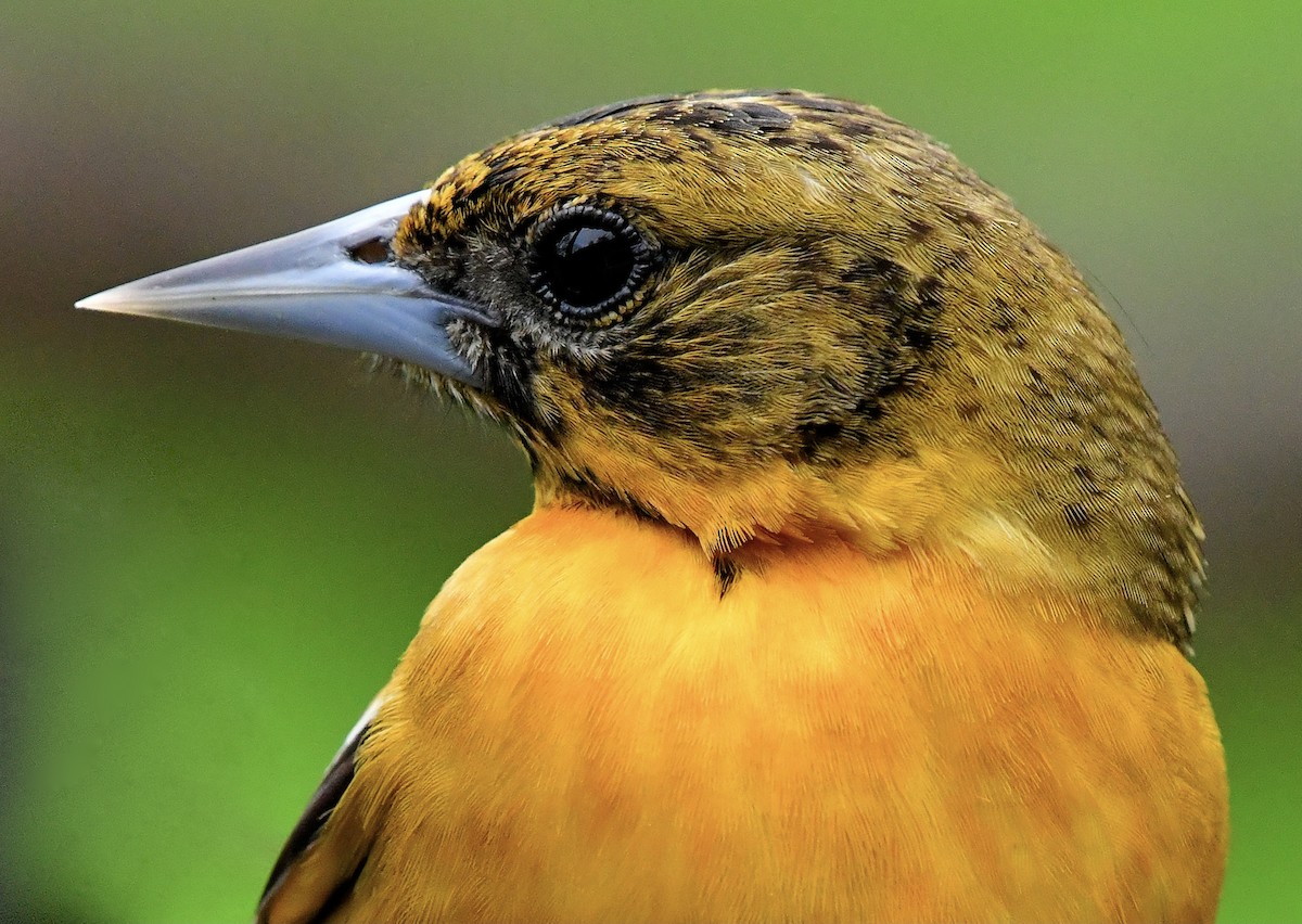 Baltimore Oriole - Shirley Pulgar Hughes
