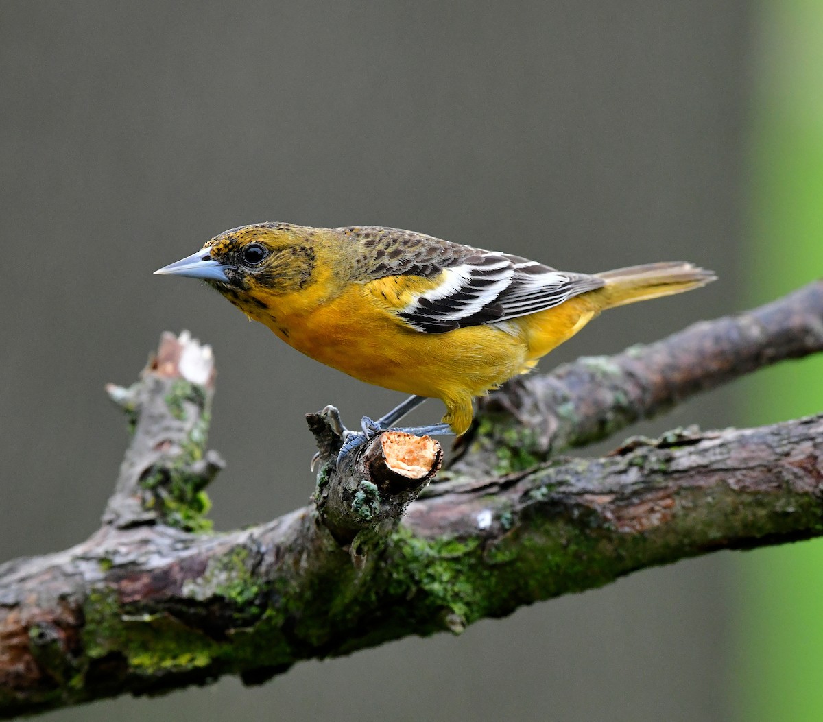 Baltimore Oriole - ML618355776