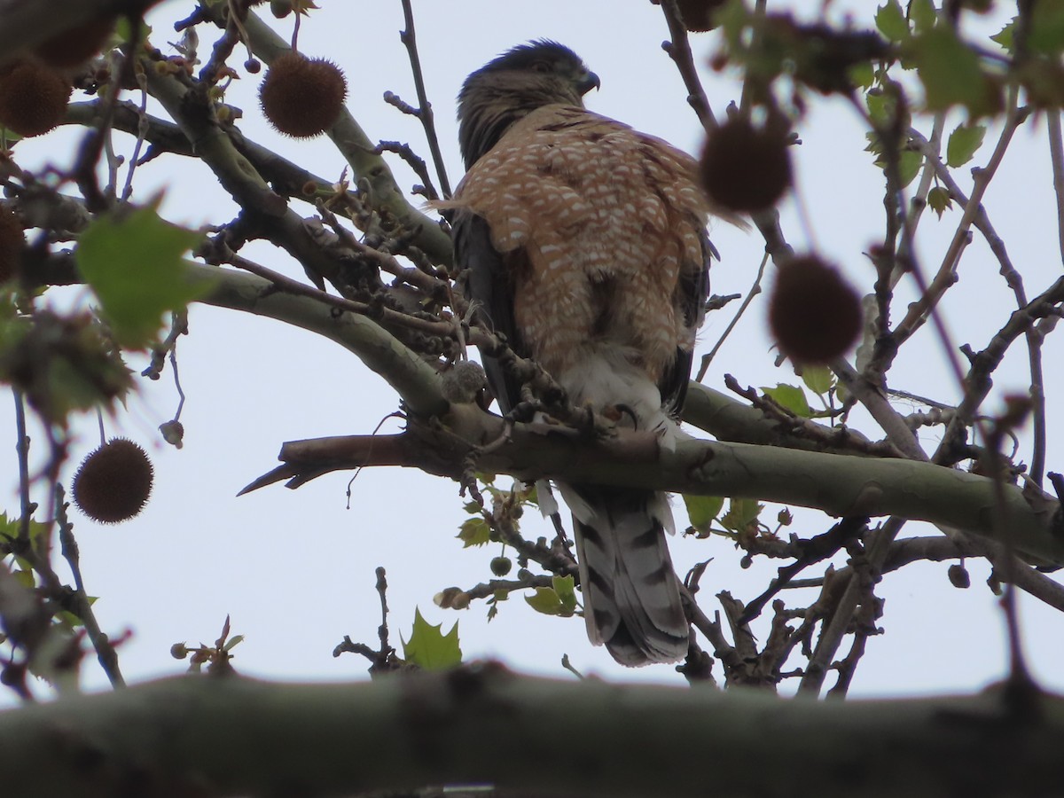 Cooper's Hawk - ML618355783